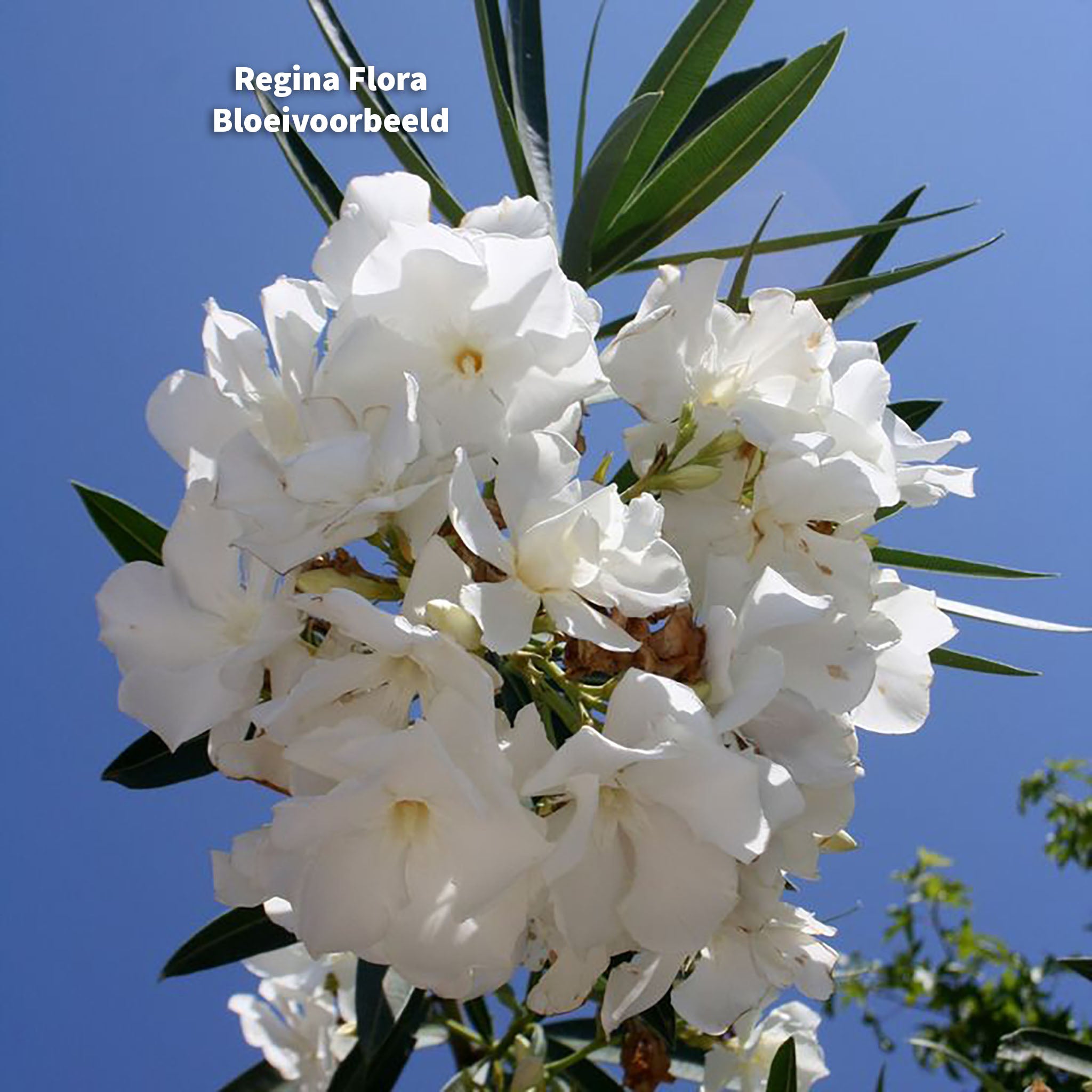 Close-up van Witte Oleander Bloesem tegen Heldere Blauwe Lucht