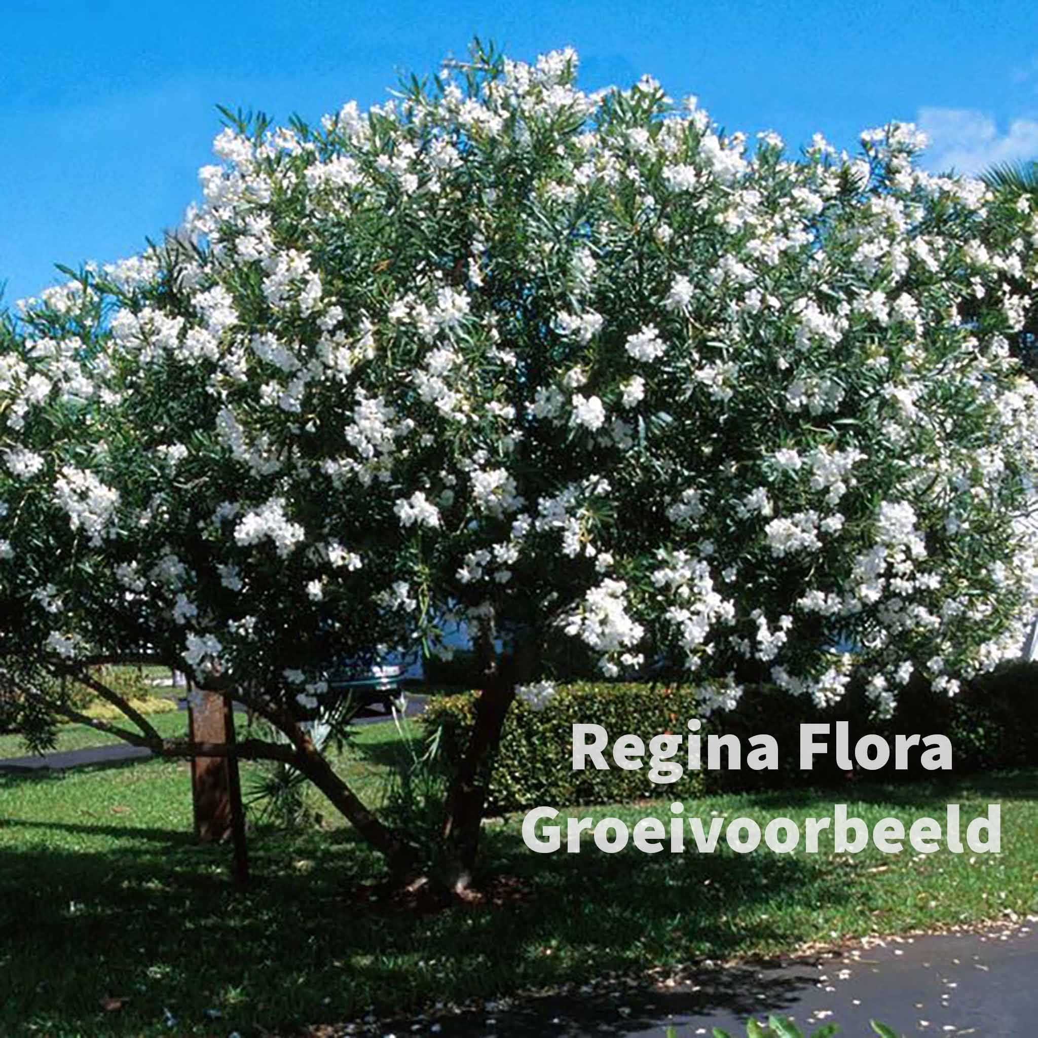 Volgroeide Witte Oleander in Bloei - Regina Flora Groeivoorbeeld