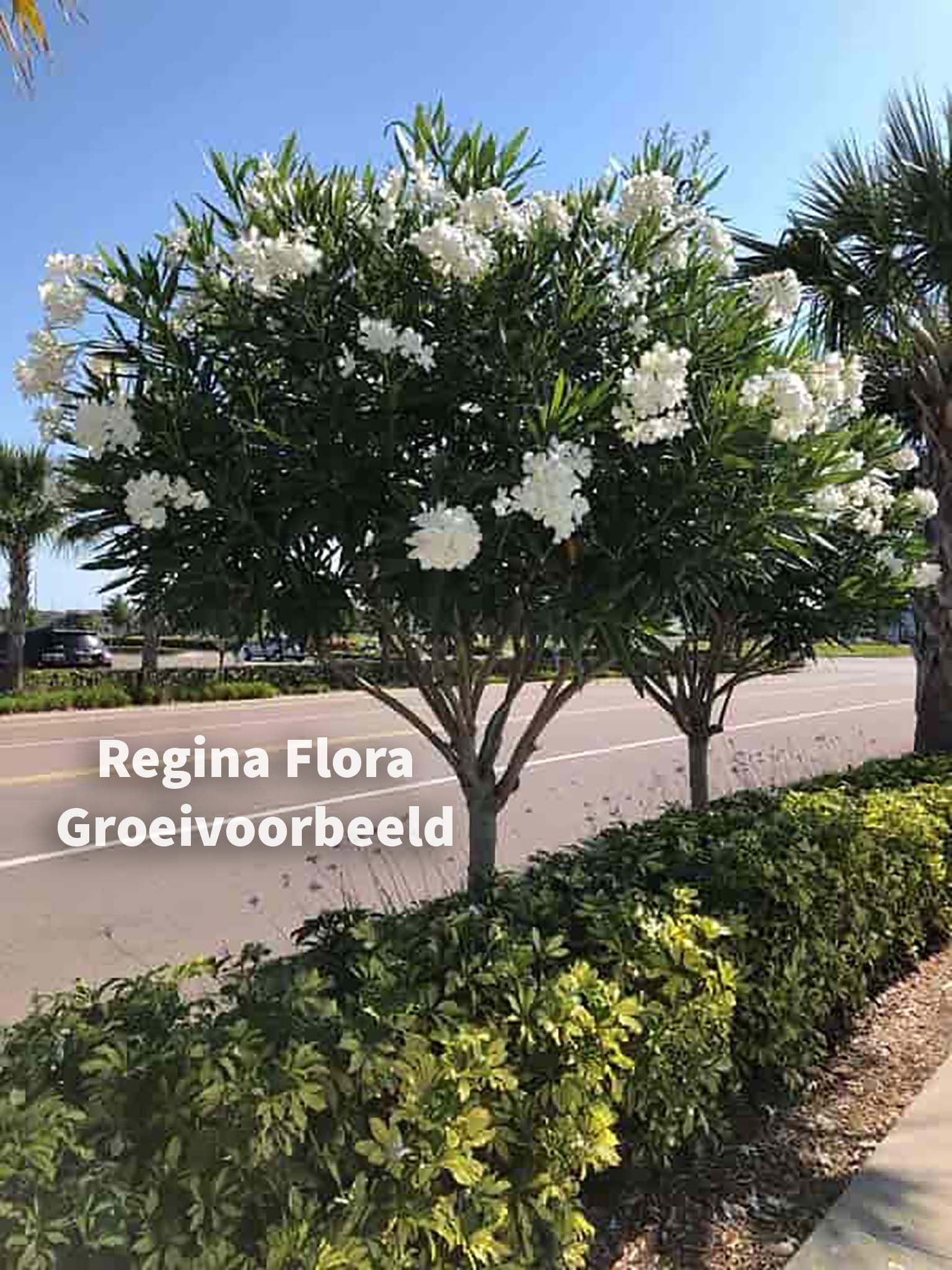 Witte Oleander Bomen in Volle Bloei Langs Weg