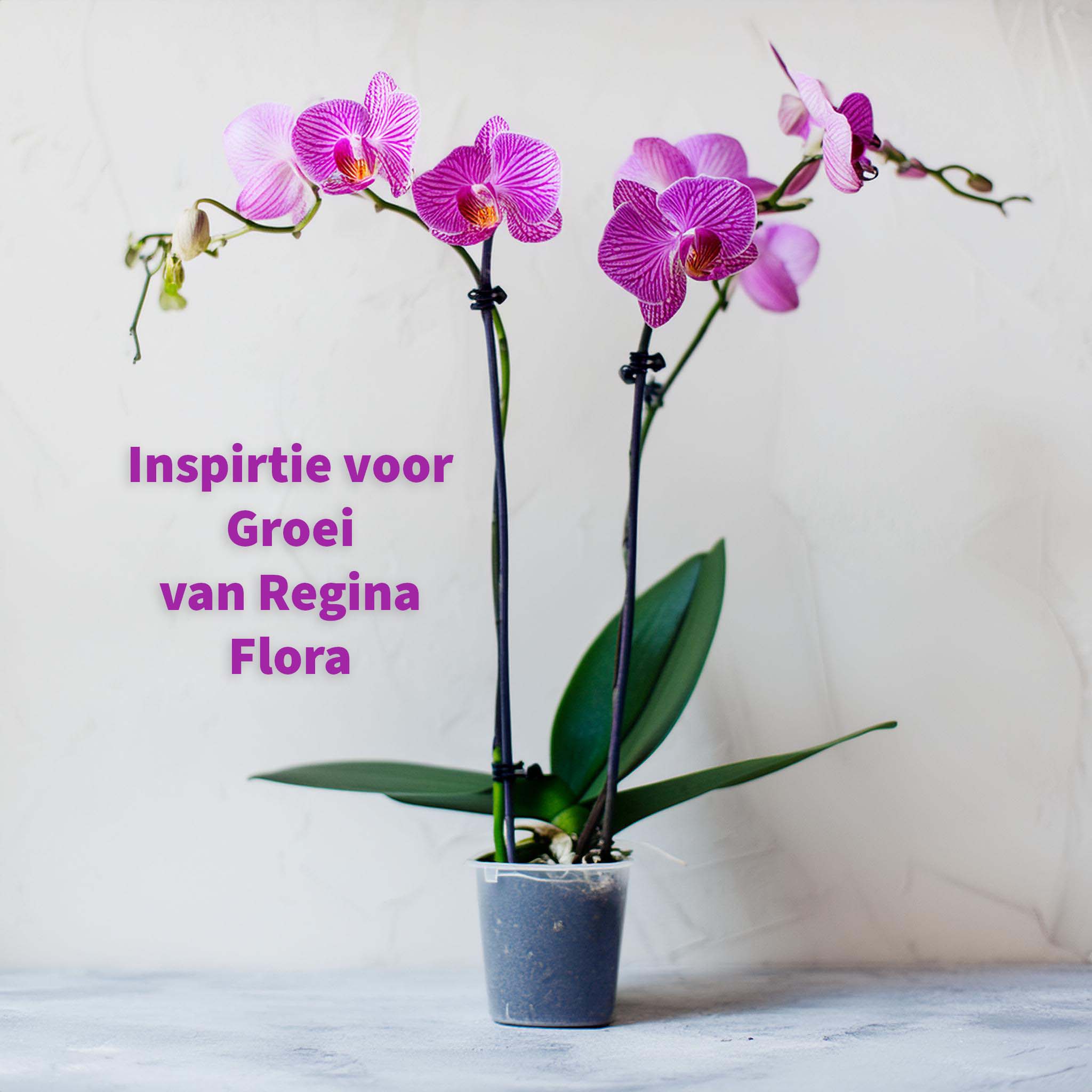 Phalaenopsis Orchidee 'Violet Joyride' in 12cm Pot, 45-55cm - ReginaFlora Groeiinspiratie voor Luxe Binnenhuisdecoratie