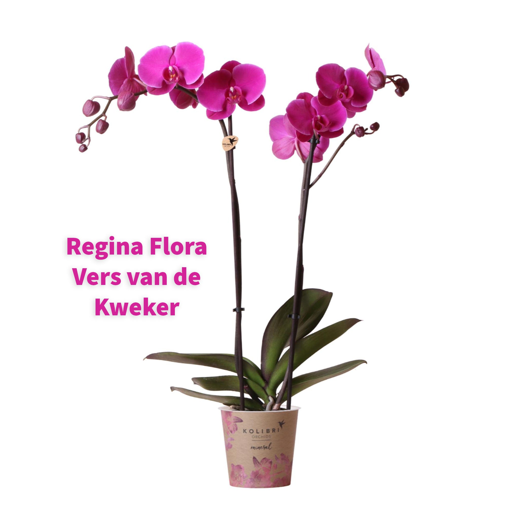 Phalaenopsis Orchidee 'Violet Joyride' in 12cm Pot, Hoogte 45-55cm - Premium Kamerplant voor Elegante Huisdecoratie | ReginaFlora