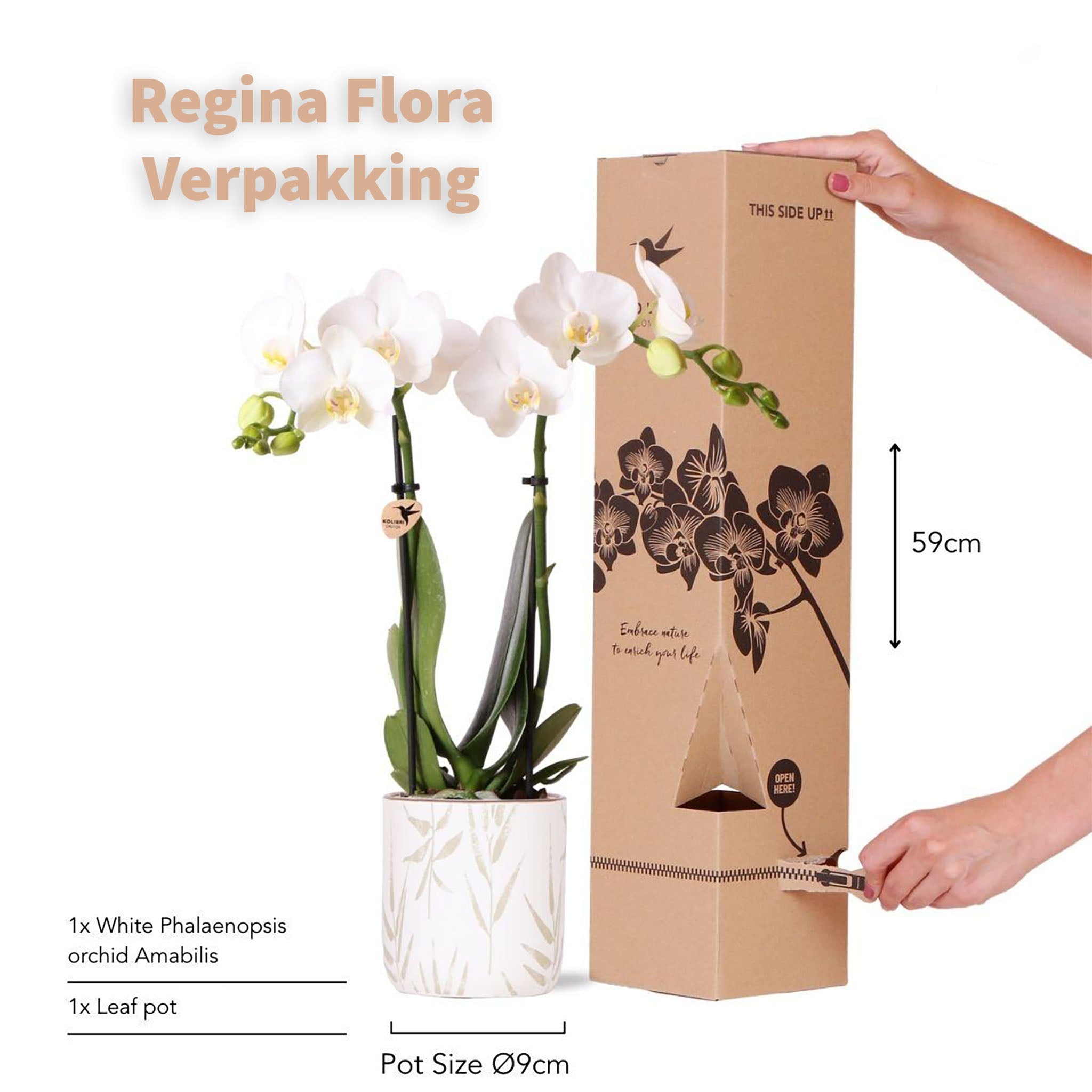 Verpakte Phalaenopsis Amabilis Orchidee in Leaf Pot Klaar voor Verzending door Regina Flora