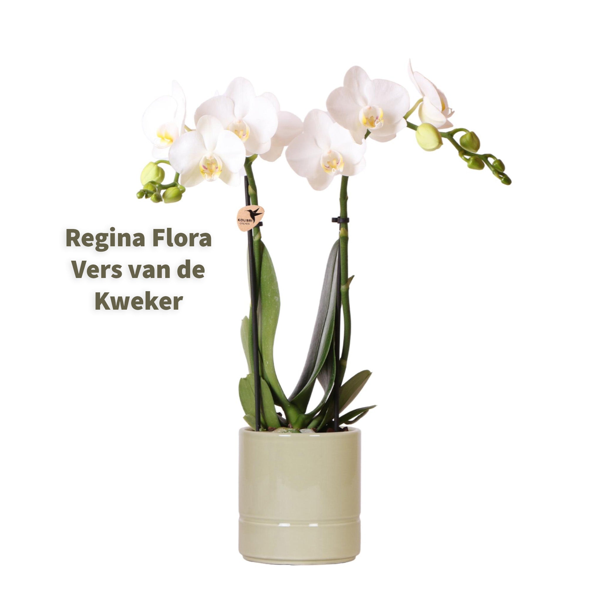 Witte Phalaenopsis 'Amabilis' Orchidee in Pastelgroene Pot Verpakkingsmaat 52x16cm