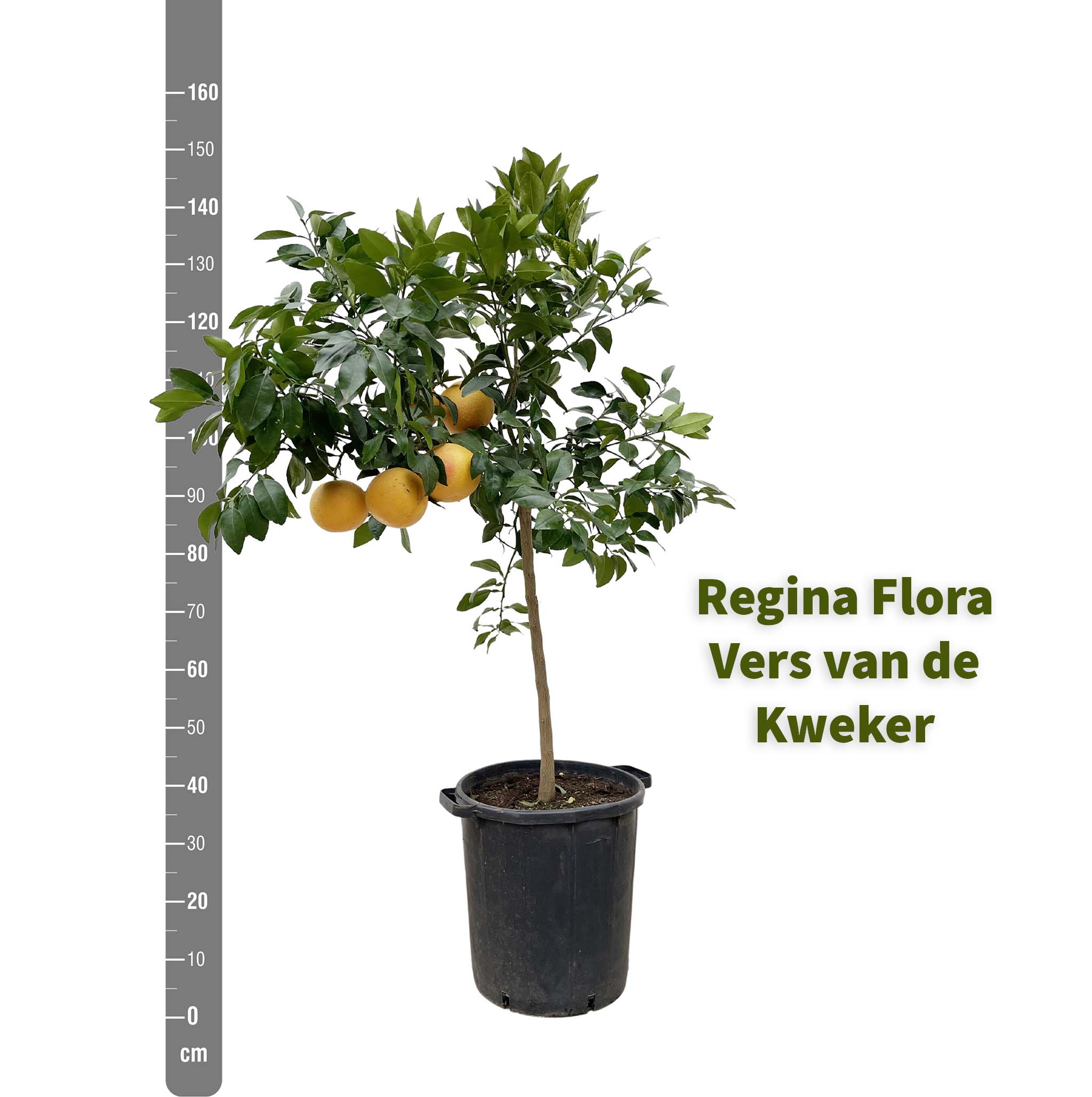 Regina Flora luxe grapefruitboom van 150 cm met meetlint