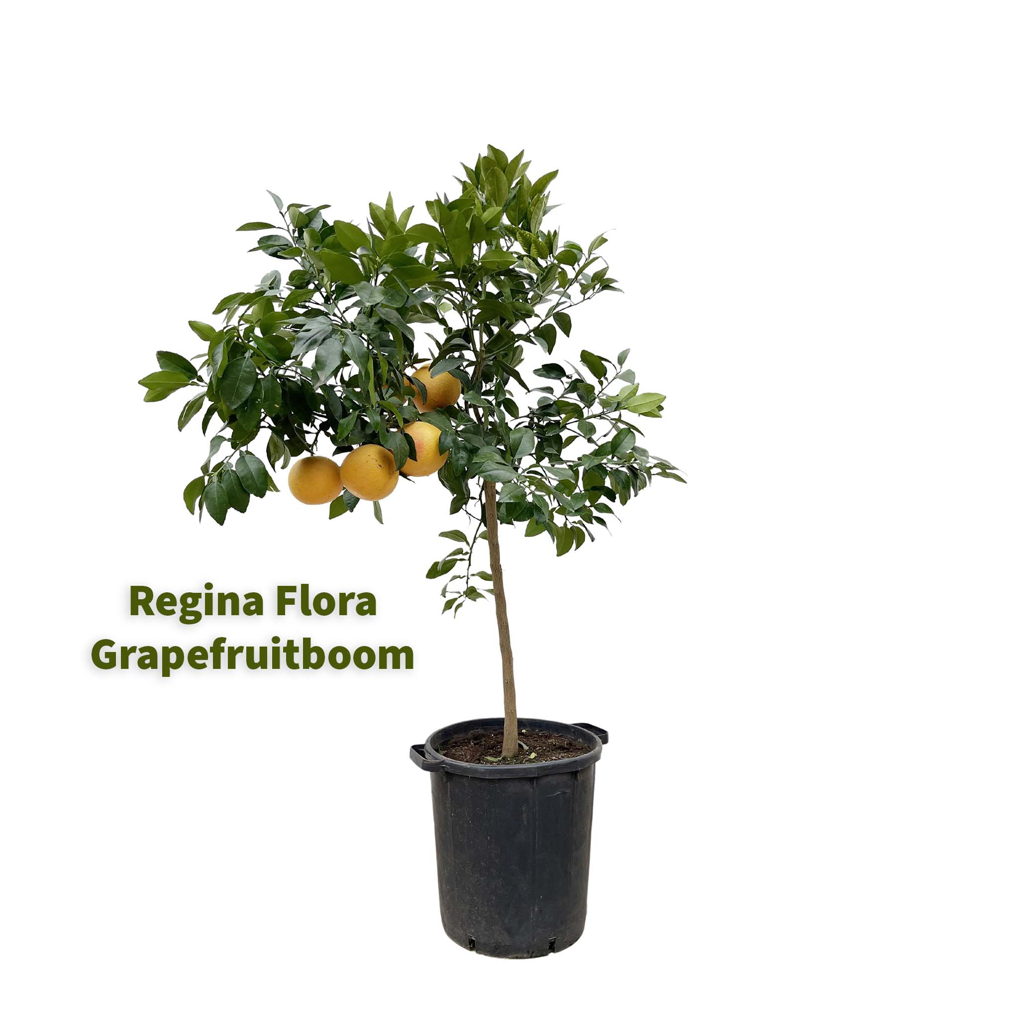 Regina Flora 150cm Citrus Pompelmo Grapefruitboom in Kwekerspot