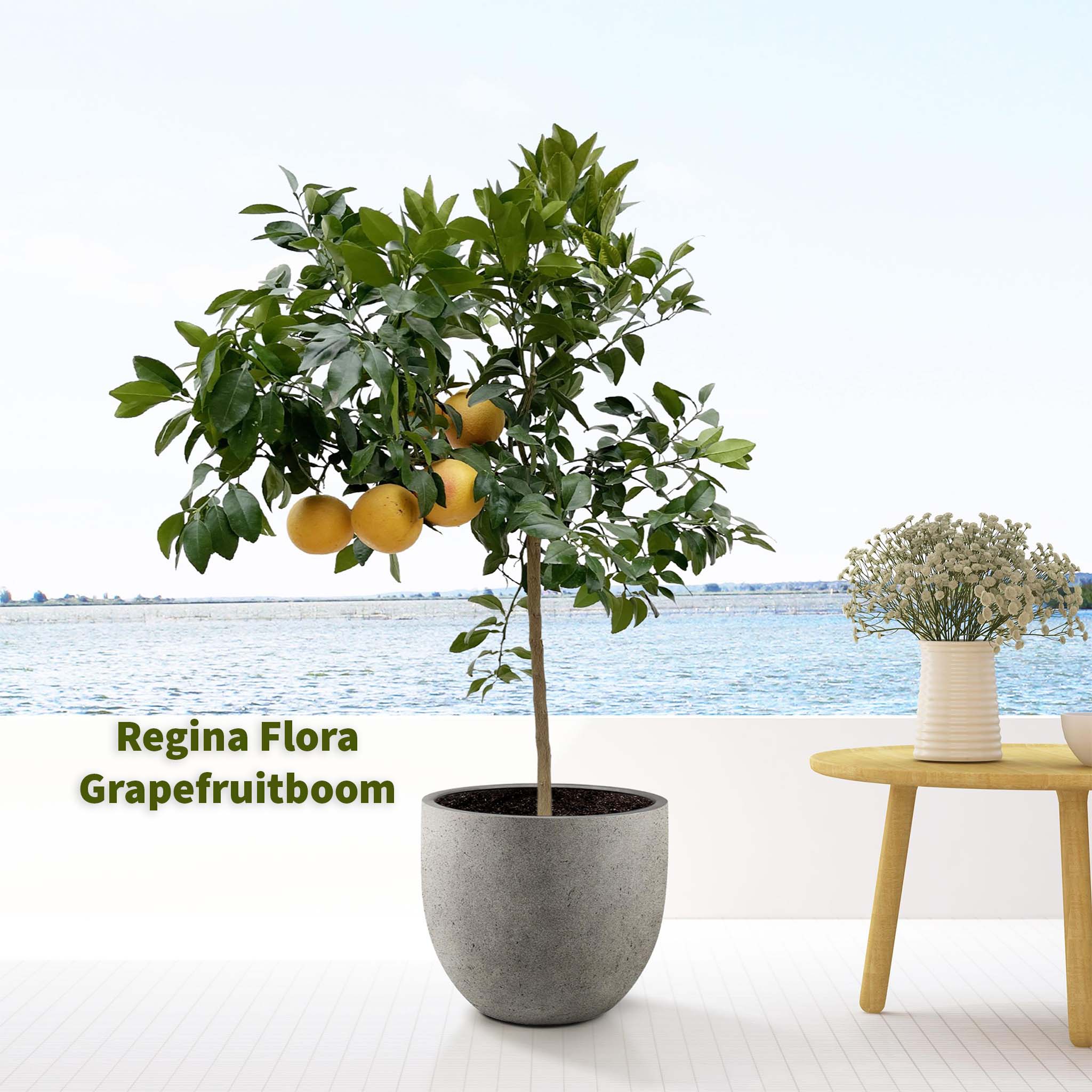 Citrus Pompelmo in grijze pot, moderne setting - Regina Flora