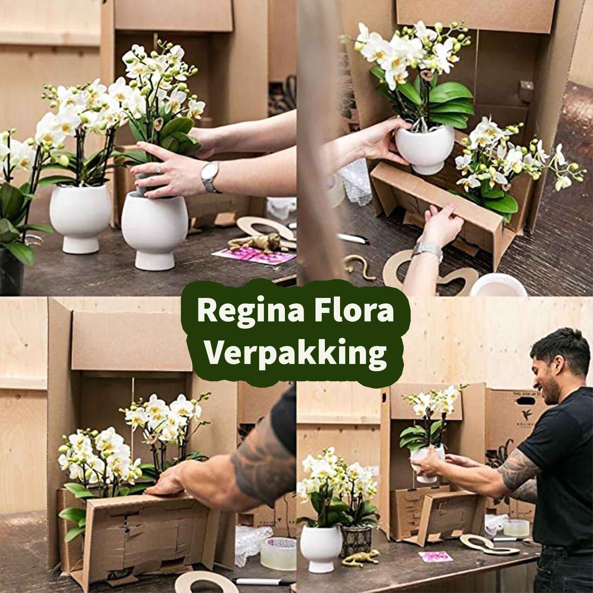 Professioneel verpakte Regina Flora orchideeën in veilige verzenddoos, klaar voor levering