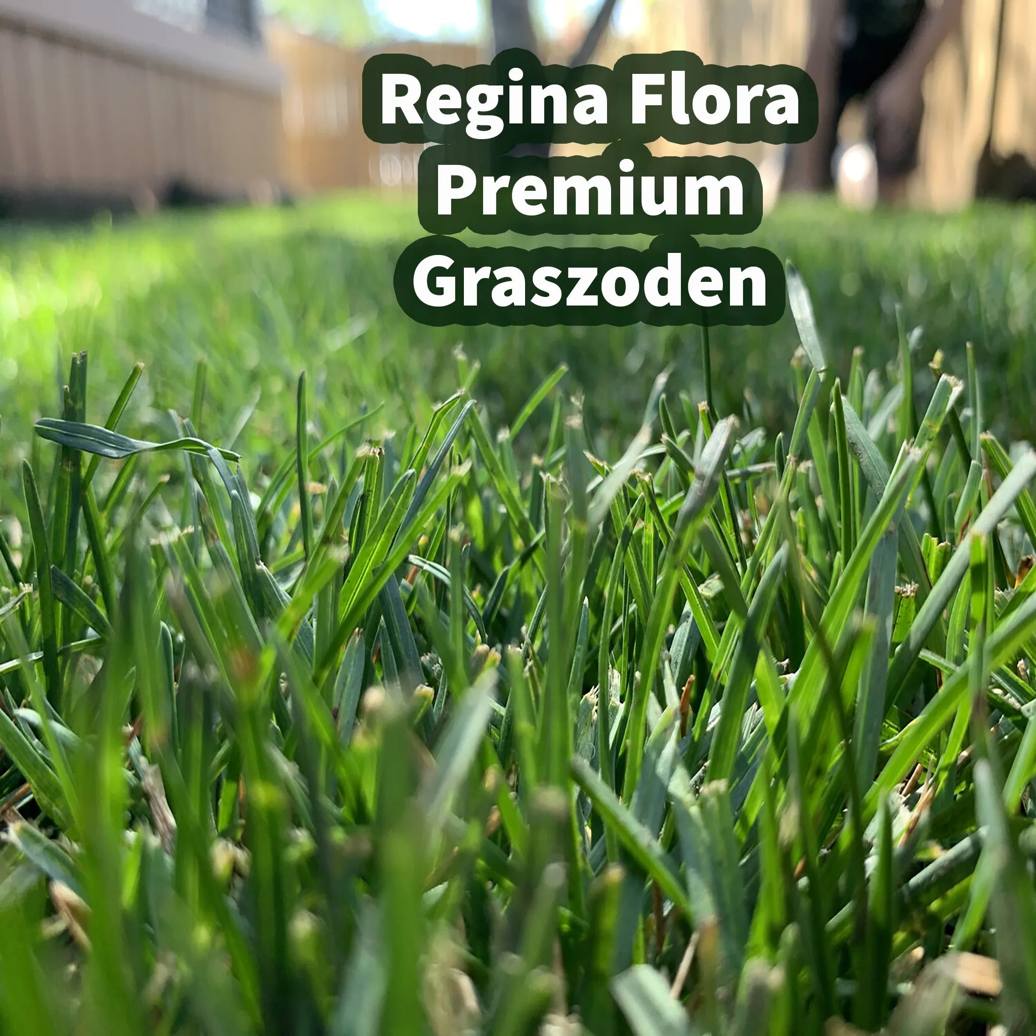 Close-up van Regina Flora Premium Graszoden met weelderig groen gras