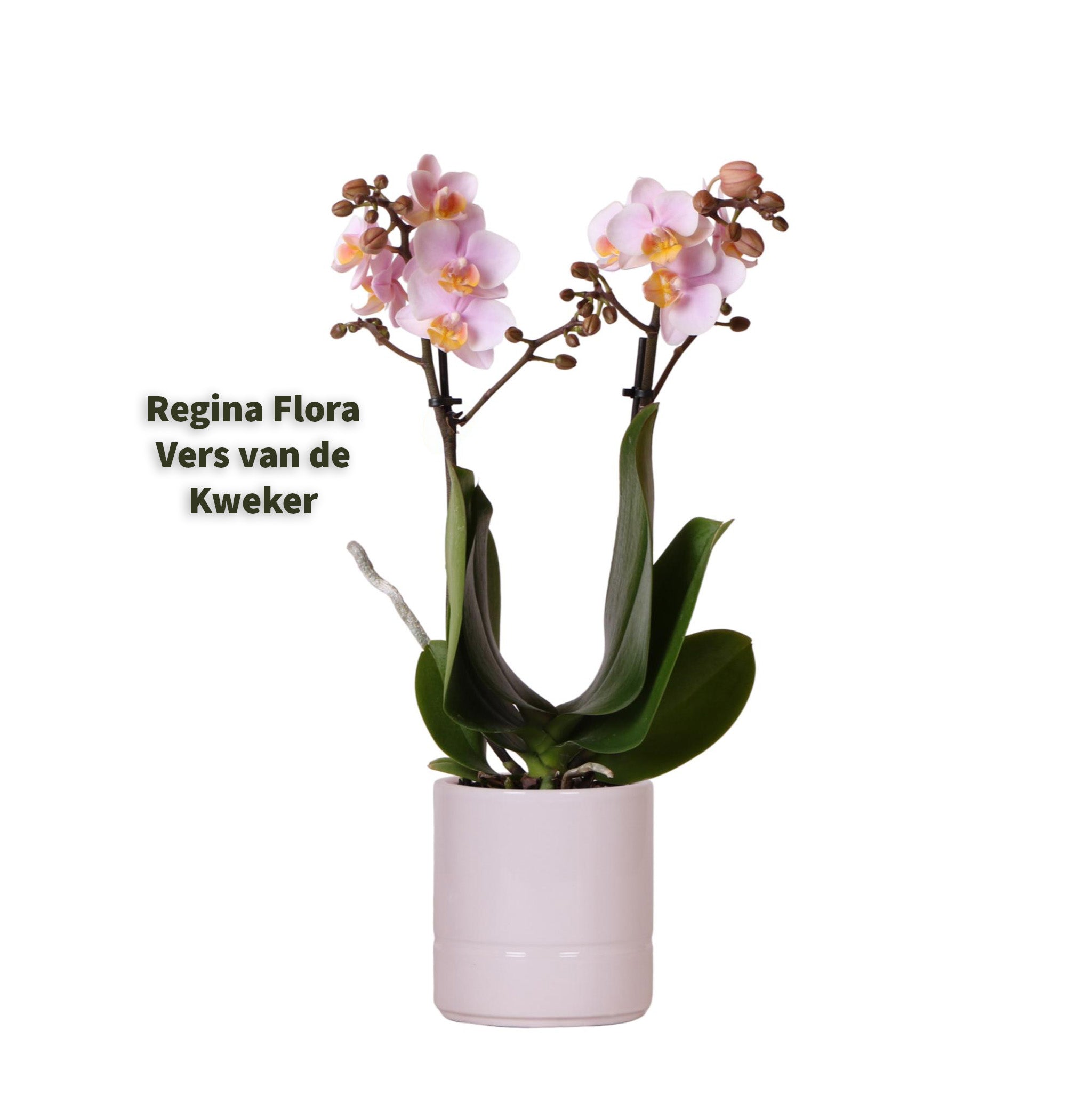 Roze Phalaenopsis Orchidee 'Andorra' in 9cm pastelroze pot