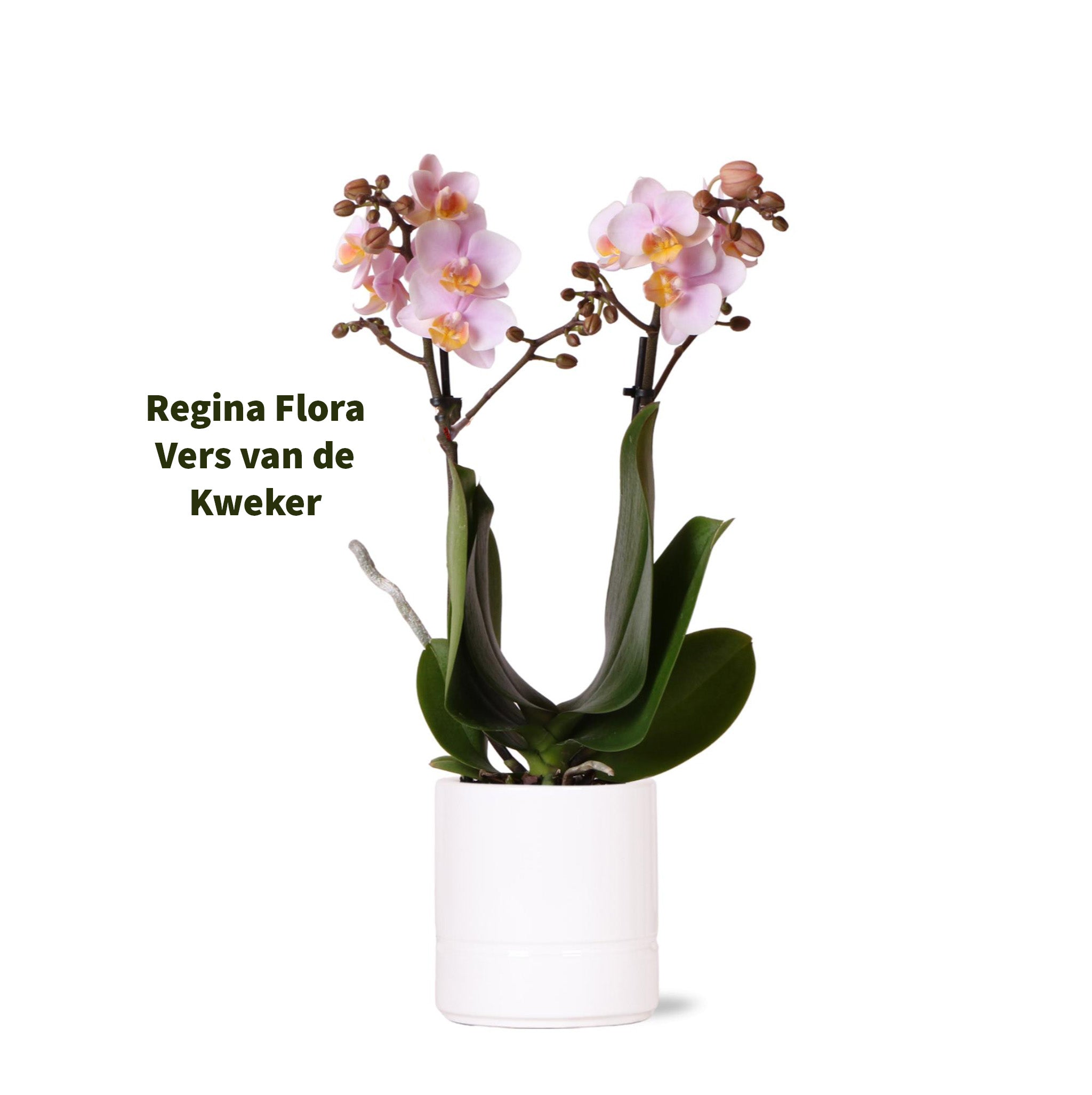 Roze Phalaenopsis Orchidee Andorra in Witte Pot 9cm - Elegante Kamerplant