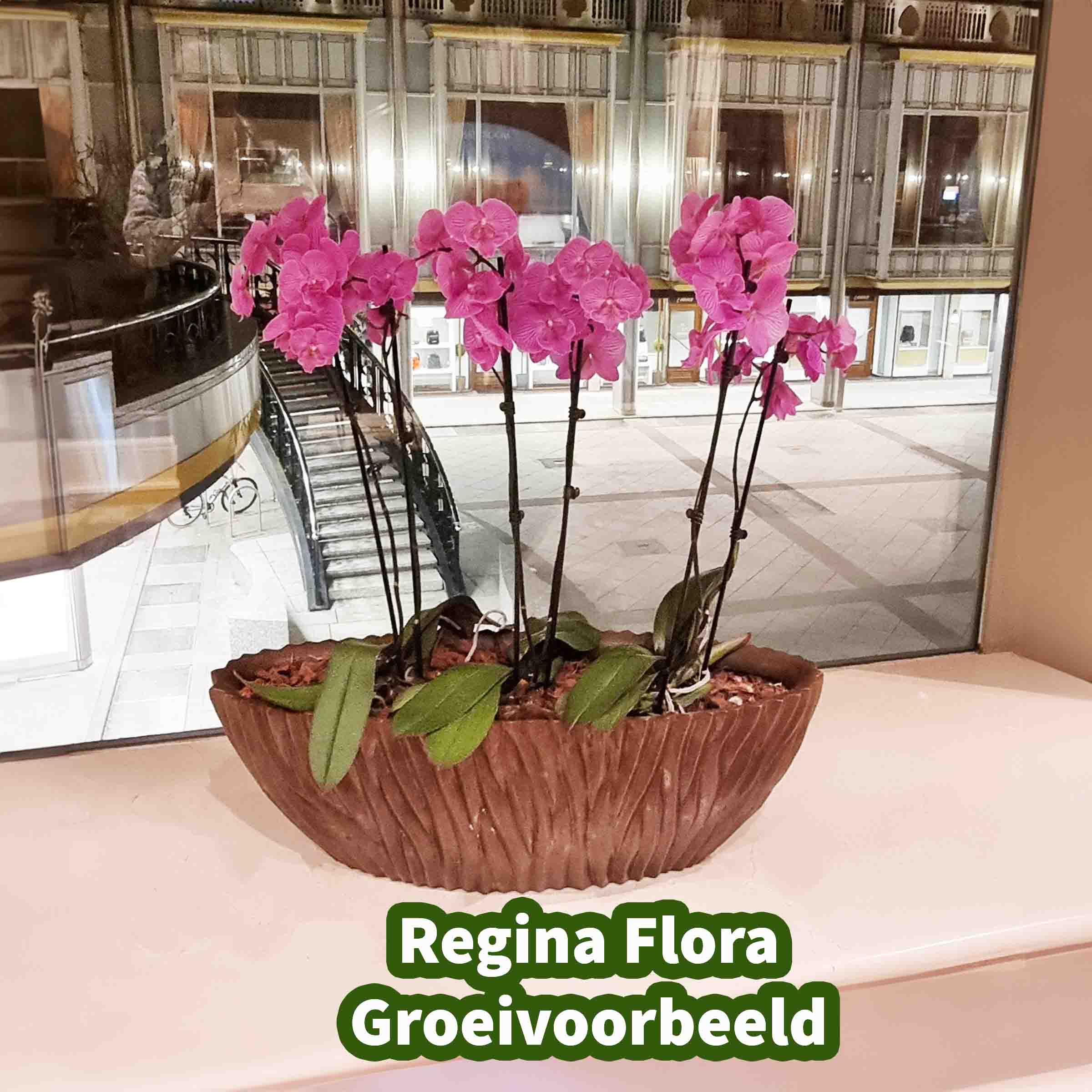 Phalaenopsis Orchidee 'Violet Joyride' in 12cm Pot, 45-55cm - ReginaFlora Groeiinspiratie voor Luxe Binnenhuisdecoratie