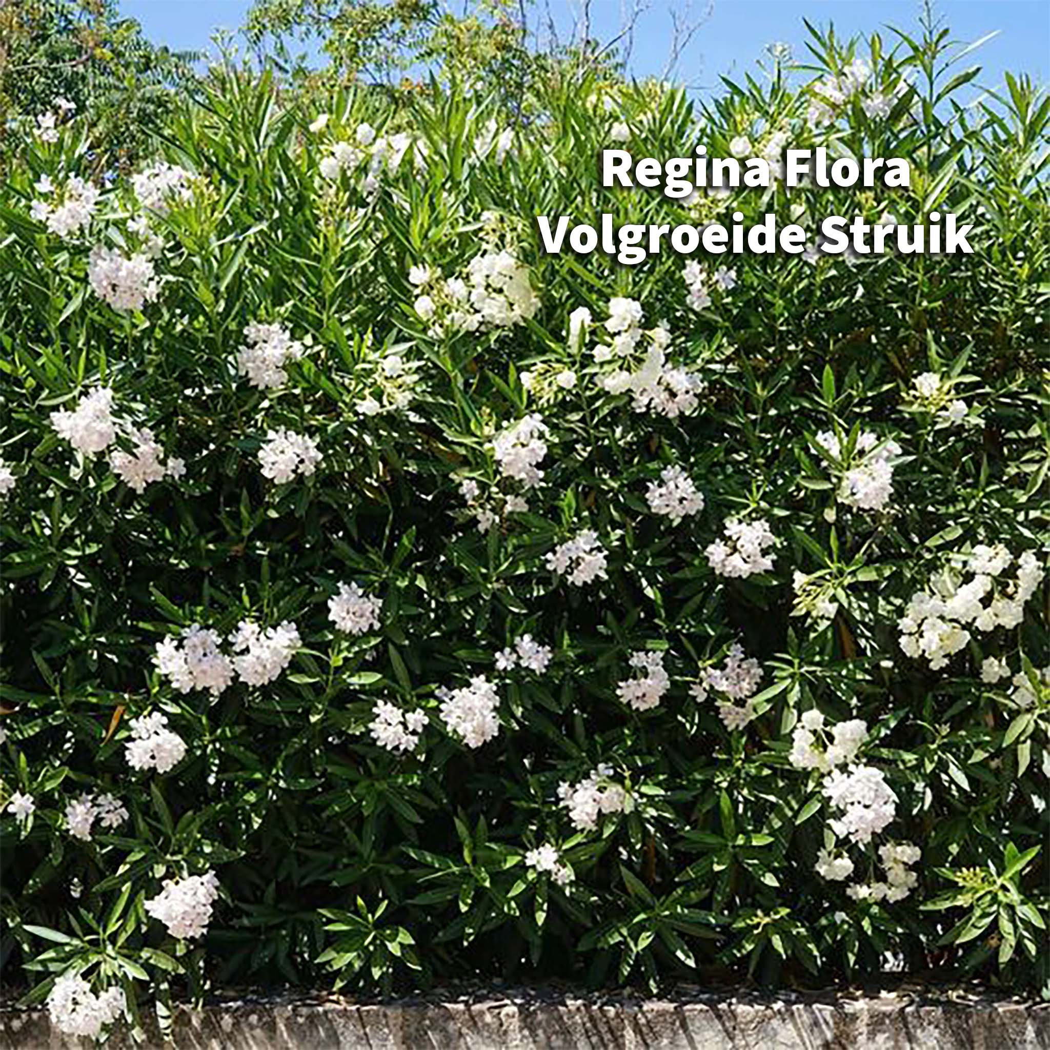 Volgroeide witbloeiende Oleander heg in volle bloesem | Regina Flora