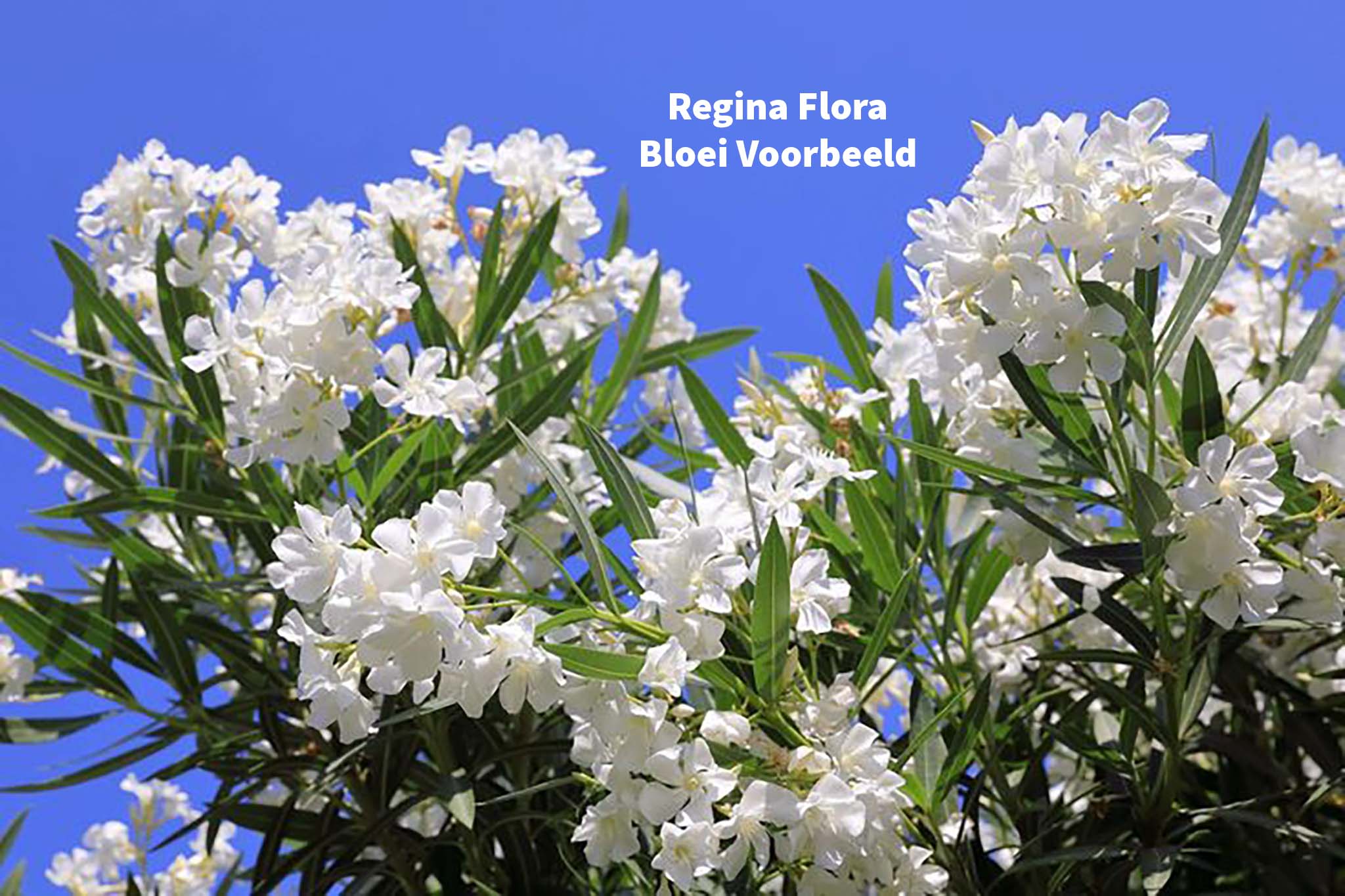 Volgroeide witbloeiende Oleander Struik in volle bloesem