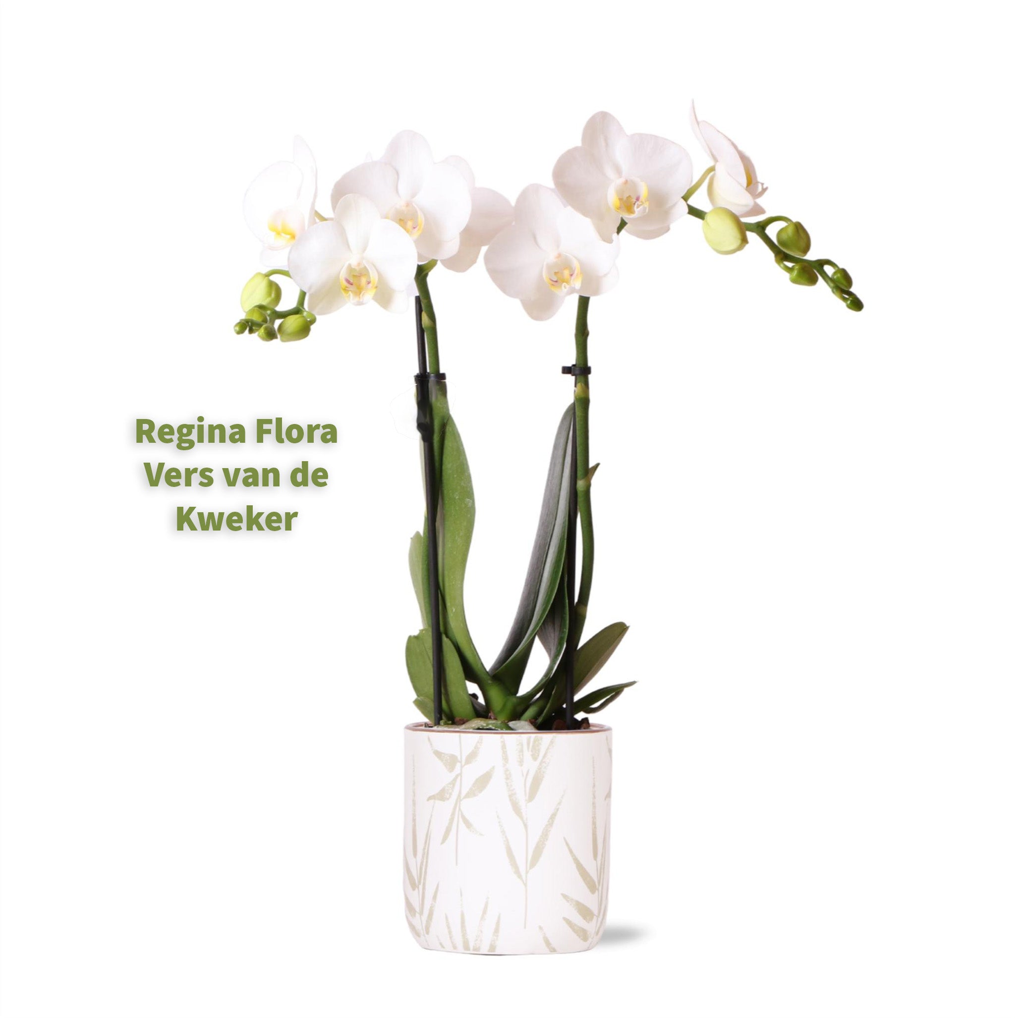 Witte Amabilis Orchidee in Elegante Leaf Pot | 52cm Hoogte, 16cm Breedte - Perfecte Aanvulling voor een Stijlvol Interieur