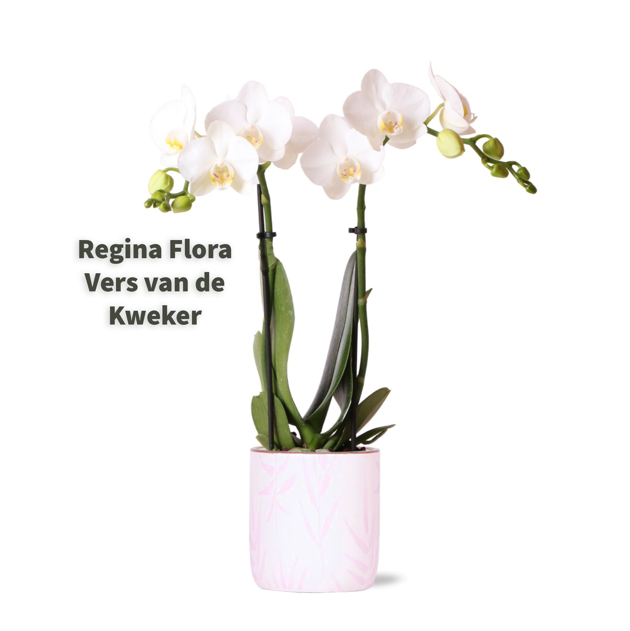 Witte Amabilis Orchidee in Elegante Roze Pot - Perfecte Maat voor Interieurdecoratie 52x16cm