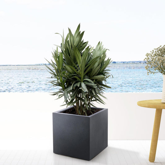 Oleander rood Nerium Oleander 110cm mediterraanse struik rode bloemen ReginaFlora