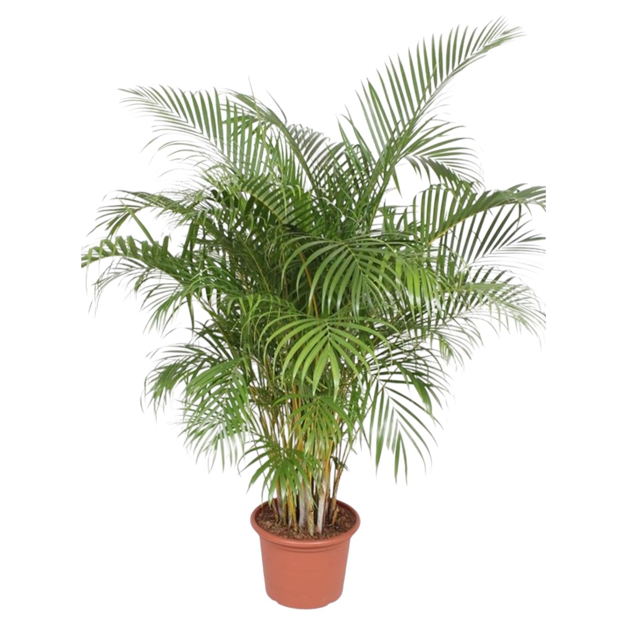 Gezonde Areca Palm, ook bekend als Dypsis Lutescens of Goudpalm, in terracotta pot, ideaal voor binnen en buiten.